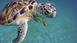 Nidos de tortugas en Riviera Maya