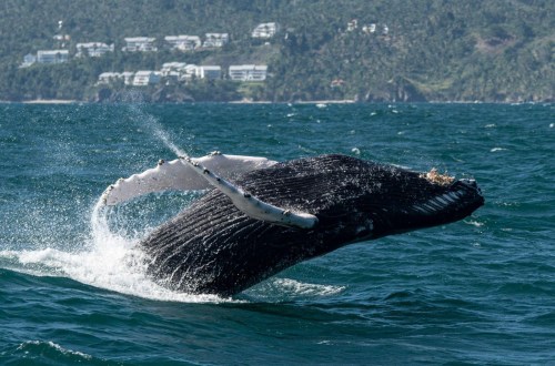 Descubre el Santuario de Mamíferos Marinos de la Bahía de Samaná