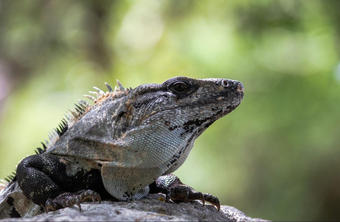 The black spiny-tailed iguana of the Riviera Maya