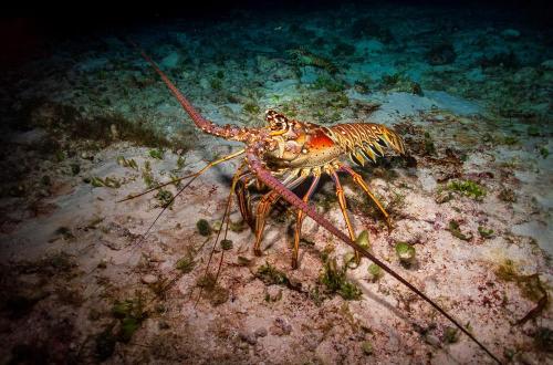 La langosta espinosa de Riviera Maya