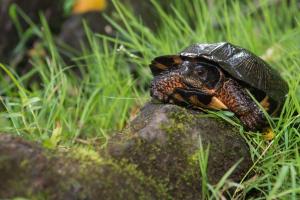 tortuga mojina de monte