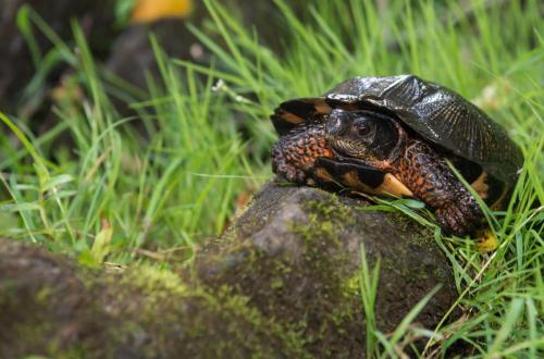 The furrowed wood turtle of Riviera Maya