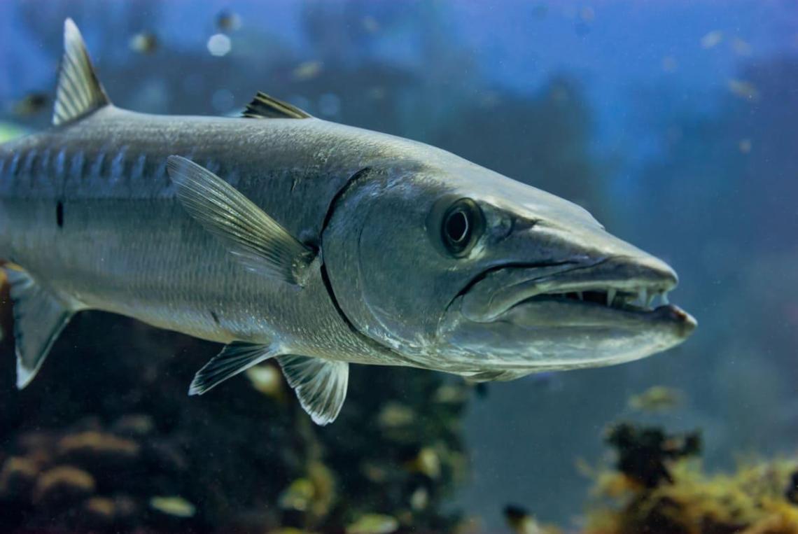 The barracuda of Riviera Maya