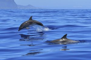 Actividades en Tenerife