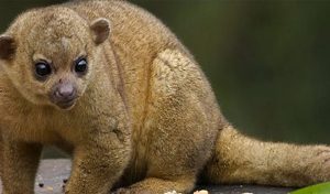 Rehabilitación de Martucha, una especie en extinción