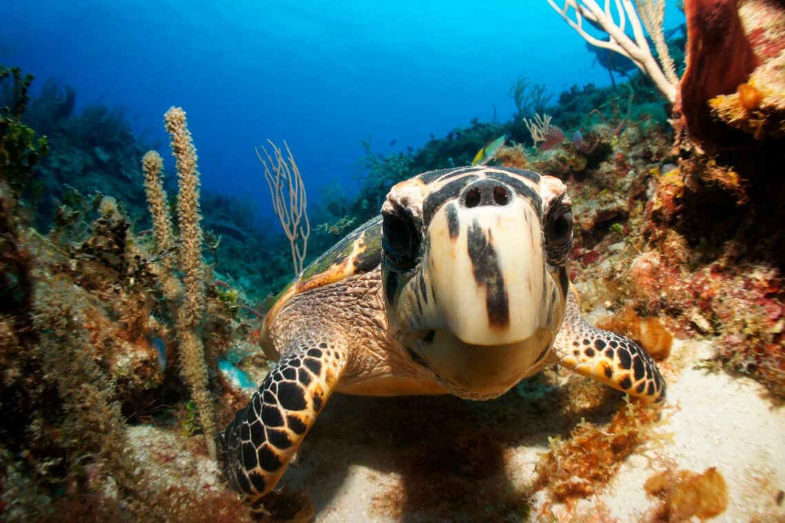 Un museo bajo el mar