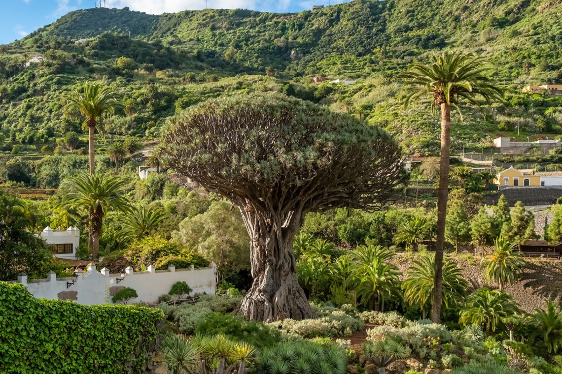 Dragon Tree in Tenerife: natural and cultural heritage