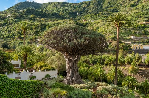 Dragos milenarios: símbolo natural y cultural de Canarias