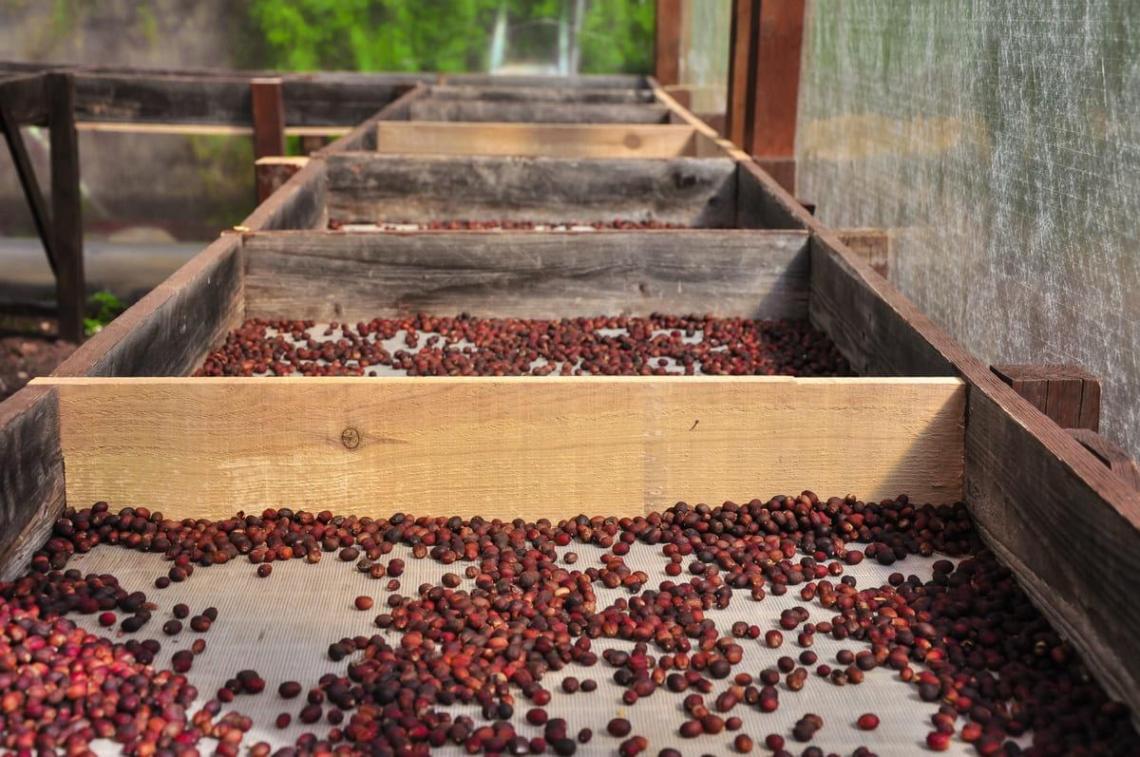 Coffee plantation in the Canary Islands: the hidden treasure of the Atlantic